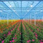 Glass Greenhouse Hydroponic System for Vegetables and Flowers Advanced