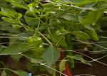 Plant Climbing Net Vegetable Grow Up Support Net