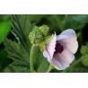 Buy cheap Chinese manufacturer supply Althaea Officinalis Root Extract with competitive price, ISO Certified, 100% natural from wholesalers