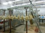 Stainless Steel Turkey Slaughtering Machine For Safe And Hygienic Processing