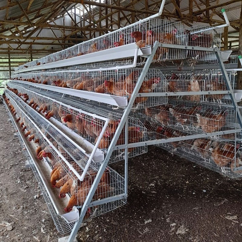 160 Birds Egg Layer Chicken Cage A Type Equipments For Poultry Farms