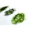 Buy cheap Raw 100% Pure 400g Forest Green Prolifera Seaweed To Make Energy Bars Cookies from wholesalers