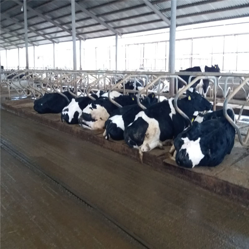 Steel Frame Prefabricated Goat Shed Q235B Q355B Steel Factory Shed