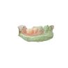 Buy cheap Strong and Durable Gardening Simulation Resin for High Aesthetic Orthodontic Treatment from wholesalers