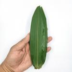 Green Fresh Sushi Rolling Bamboo Leaf 5-11 cm for Rice Dumplings