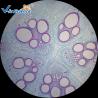 Buy cheap Commercial Prepared Microscope Slides Animal And Plant Mix Suit 50pcs from wholesalers