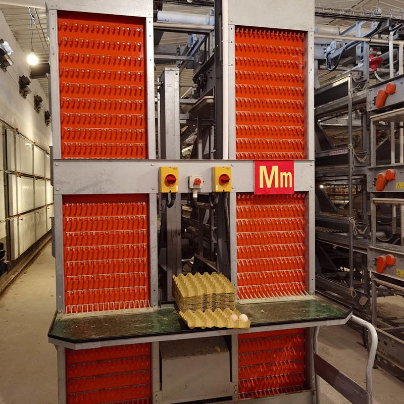 Modern Automatic Egg Collection System 17000/H Low Egg Breaking Rate