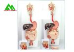 Recycled Medical Human Digestive System Model For Teaching Life Size 6 Parts