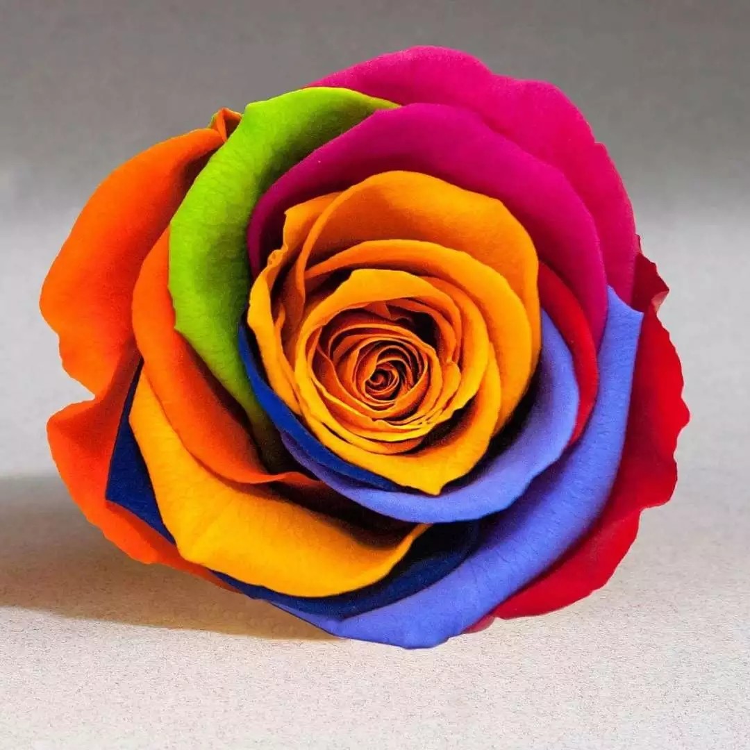 rainbow rose Eternal real preserved rainbow roses 5-6cm Fresh Stabilized rainbow rose gift