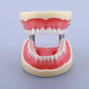 Buy cheap Waxless Medical Simulation Pvc Anatomical Human Tooth Model product