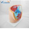 Buy cheap Professional Female Pelvis Model 3d Anatomy Model Pregnancy Pelvis VIC-332A from wholesalers