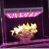 Buy cheap Full Spectrum Led Indoor Grow Lights For Garden Greenhouse Plant Led Growing Lights from wholesalers