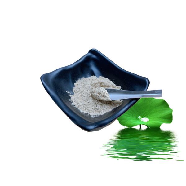 Buy cheap 50% Lotus Leaf Extract Powder Nuciferine Lose Weight Eliminate Heat Stroke from wholesalers
