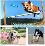 DOG ACCESSORIES, DOG ROPE ROY SET, COTTON ROPE, DOG BITE, MADE UP NON-TOXIC