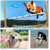 Buy cheap DOG ACCESSORIES, DOG ROPE ROY SET, COTTON ROPE, DOG BITE, MADE UP NON-TOXIC COTTON, RESISTANCE TO BITE MATERIALS, WHOOBE from wholesalers