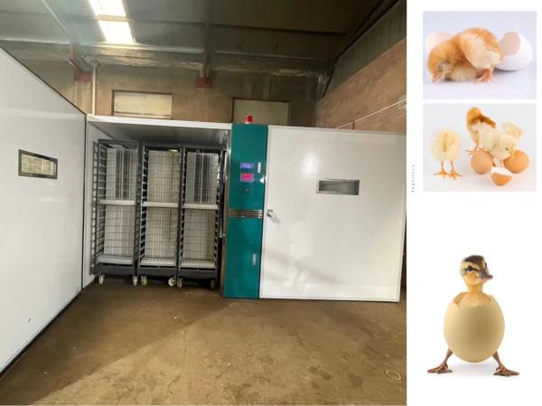 Buy cheap 19200 Large Scale Egg Incubators Incubate Ducks Birds Goose Eggs from wholesalers
