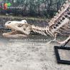 Buy cheap Highly Detailed Outdoor Decor Resin Dinosaur Skeleton Replica T-Rex Skeleton from wholesalers
