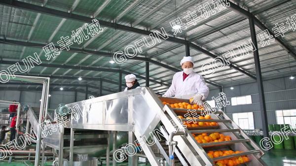 Buy cheap Commercial Orange Juice Production Line Fully Automatic Citrus Processing Plants Special Machine from wholesalers