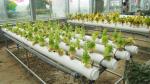 Greenhouse Vertical Soilless Hydroponic System Hydroponic Growing Equipment