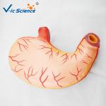 Medical Science Human Anatomy Model , Human Stomach Model For Study
