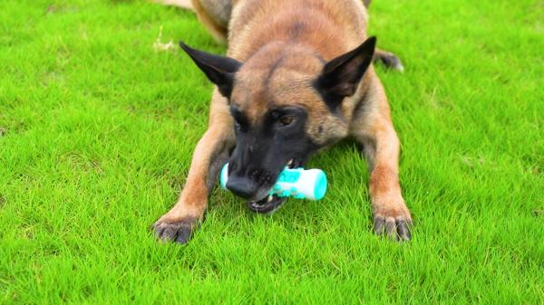 Dog Teeth Cleaning Toys Natural Rubber Chewing Sticks Toothbrushes For Small And