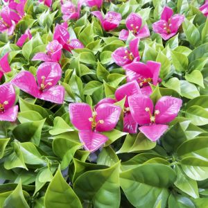 Buy cheap Exhibition Artificial Green Wall Panels Outdoor PE PP from wholesalers