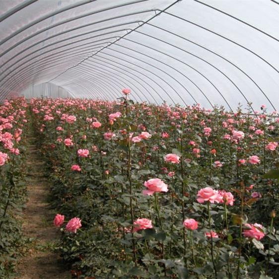 Buy cheap Flower Tunnel Plastic Greenhouse Vegetable Growing Single Span Greenhouse from wholesalers