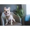 Buy cheap Girl Personalized Dog Bandana Collar And Bow Tie With Buckle Pet Grooming from wholesalers