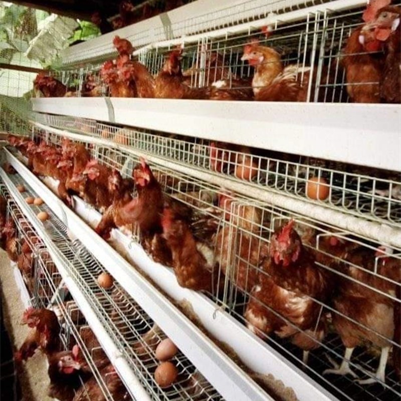90/96/120/128/160 Birds Laying Poultry Chicken Cage System Farming A Type 3/4 Tiers Battery Layer Cage