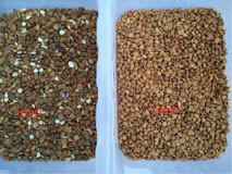 WENYAO 2 T/H Nuts Color Sorter , Cashew Sorting Machine Toshiba CCD Sensor