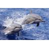 Buy cheap Sealifes Dolphin Turtle Shark Lenticular 3D Motion Card Souvenir Gift Card from wholesalers