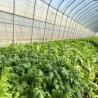 Buy cheap Water Pipe Tunnel Greenhouse for Agriculture and Vegetables in Greenhouse Farming from wholesalers