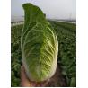 Buy cheap Healthy Organic Napa Cabbage / Slim Figure Chinese Green Cabbage from wholesalers