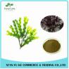Buy cheap High Quanlity Fucus Vesiculosus Extract Powder from wholesalers