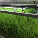 Buy cheap Tingzhou Juxiang Fully Automatic Hydroponic Growing System for Vegetable Fruits from wholesalers