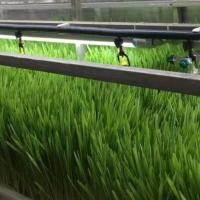 Buy cheap Tingzhou Juxiang Fully Automatic Hydroponic Growing System for Vegetable Fruits product