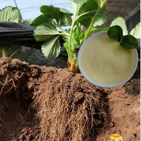 Buy cheap Plant Growth Enhancer Biostimulant Amino Acid Powder Fertilizer Nitrogen 14 from wholesalers