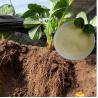 Buy cheap OMRI List Soy Protein Hydrolysate Organic Fertilizer With Amino Acids 85% 16-0-0 from wholesalers
