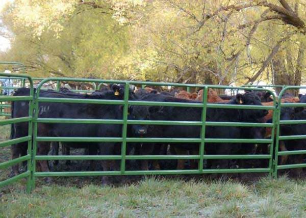 Buy cheap 1.66" Od 16 Gauge Tubing 10ft Livestock Fence Panels With 14 Gauge Vertical Stays from wholesalers