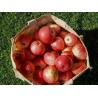 Buy cheap 3T/H Apple Processing Line For Juice Complete Plant Preheating from wholesalers