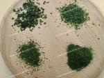 Eaten Directly Aonori Seaweed Powder , Green Dried Sea Lettuce Customized