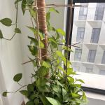 Natural Bamboo Plant Support Stakes for Indoor Plants, Bamboo Sticks Poles