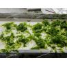 Buy cheap Umami Aonori Seaweed Sprinkles for Japanese Cuisine Rice Potato Chips Seasoning from wholesalers
