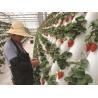 Buy cheap Expertise Hydroponics Aeroponics & Aquaponics System Consultancy Mentoring Facilities from wholesalers