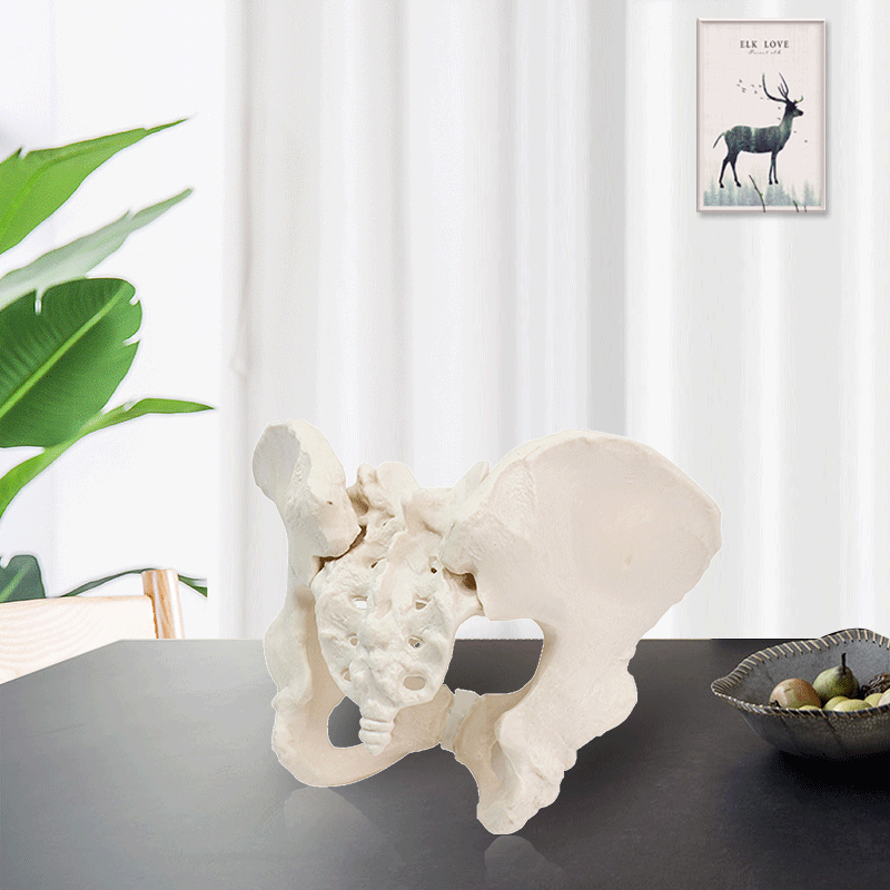 Eco-friendly PVC 1:1 Life Size Medical Education Artistic Creation Design Ergonomics Physical Education Female Pelvic Model