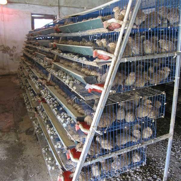 Buy cheap 5 Tier A Typ Quail Cage Q235 Cold Drawn Wire Welding 15 - 20 Years Warranty from wholesalers