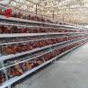 Buy cheap Toughness House Design Laying Chicken Battery Cage System With Cage Mesh Iris from wholesalers