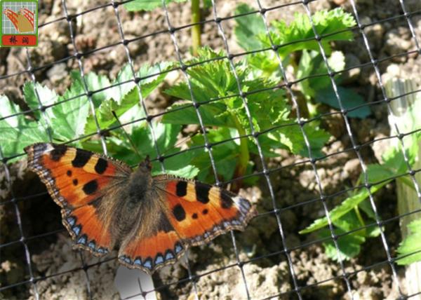 Buy cheap Lightweight Garden Wire Netting Fence For Butterfly / Bird Proofing Black Color from wholesalers