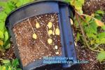 Hydroponic Growing Pot Bato bucket for Greenhouse ,dutch bato bucket,plastic