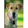 Buy cheap 2017 worlds smallest waterproof pet gps tracker from wholesalers